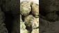 Video Thumbnail: PrescribedBouquet