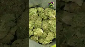 Find | Zookies | UK Medical Flower | First Look