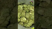 VIP THC Video Thumbnail