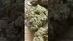 Uklegal #GoodSupplyReserve Cherry cheesecake 27%thc1%cbd #medicated #mentalhealth #ukmedicine