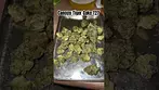 Canopy Medical Tiger Cake T27 Review 9/10! #ukmedicalcannabis #medicalcannabis