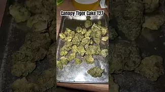 Canopy Medical Tiger Cake T27 Review 9/10! #ukmedicalcannabis #medicalcannabis