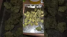 LoudConnoisseur Video Thumbnail