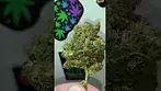 medical cannabis, Animal face Cookies.