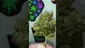 Video Thumbnail: THC Bunny