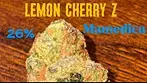 Lemon Cherry Z (zkittles) by Mamedica 26% THC Hybrid medical cannabis 2nd take #medicalcannabis 