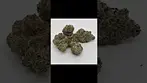 All Nations Pineapple Express  #shorts #shortsfeed #shortvideo #pineappleexpress #cannabiscommunity