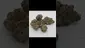 Video Thumbnail: HighStandards420