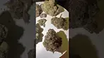 CannFX ZA T32 Zangria