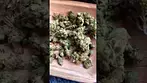 Legal medical uk, pharmaserv chemmy jones 22% thc 1%cba (chemdawg x Casey jones)