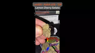 LOT 420 AAAA / LEMON CHERRY GELATO / T19 / LCG - BANGING 
