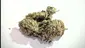 Video Thumbnail: med canna diaries