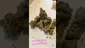 Video Thumbnail: Bob The Bud Stud
