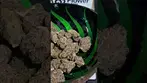 Rocky little nugs  | Cali X - gelato #41 #ukmedicalcannabis