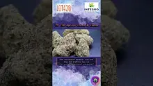 Smokey Mo Video Thumbnail
