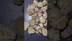 Glass Pharms | BlackBerry Sour T19/1 #cannabisdaily #cannabiseducation #legal