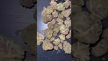 CheeseMon4 Video Thumbnail