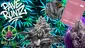 Video Thumbnail: Big Bud Reviews
