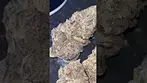 Broken Coast Cherry Cheesecake