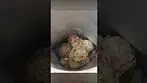 Fresh Bag Open! EcoCann Glass Pharms Gelato Medical Flower 