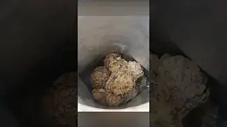 Fresh Bag Open! EcoCann Glass Pharms Gelato Medical Flower 