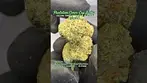 Plantation Ceres: Cap Junky (A closer look & Terp breakdown)