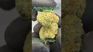 Plantation Ceres: Cap Junky (A closer look & Terp breakdown)