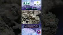 Smokey Mo Video Thumbnail