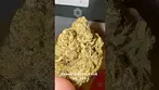 Green Karat Pave S1