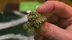 UK Medical Cannabis Review - GRB-RXE (aka. RXE, aka. RX11?)