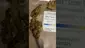 Video Thumbnail: MedicalUKCannabis