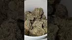 GROW GARY PAYTON (UK PRESCRIPTION MEDICATION)