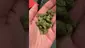 Video Thumbnail: LoudConnoisseur