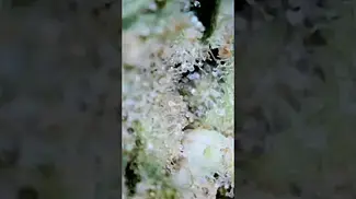 Strawberry Guava medical cannabis close up #medicalcannabis #cannabiscommunity #zoom #venty #storz