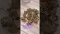 Video Thumbnail: GIggzy Medical Buds