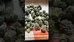 Uklegal #bignarstie medical Pink Gasoline 28%thc1%cbd #medicated #medicann #mentalhealthawareness