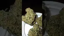 Indiana Joe Video Thumbnail