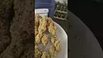 Medicus Fruity Pebble Kush First Impressions UK Medical Flower