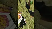 VIP THC Video Thumbnail