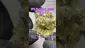 Video Thumbnail: Review Budd
