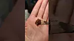 Morning Sun PRESS TEST | 31% | 9/g | Decibel, Qwest, 4C Labs & Xeal Pharma