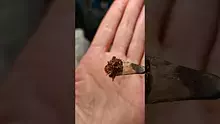 Smacksalad Video Thumbnail