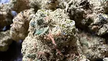 Medical Bud Reviews Video Thumbnail