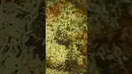 Checking Trichome Maturity on Gelonade