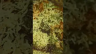 Checking Trichome Maturity on Gelonade
