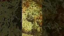VIP THC Video Thumbnail