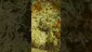 Video Thumbnail: VIP THC