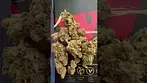 Mamedica Chem Cookies #44 UK MEDICAL