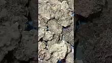 BabyzBudz Video Thumbnail