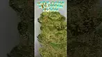 The Flower, 4c Labs / Cielo Verde, Citroli medical canna